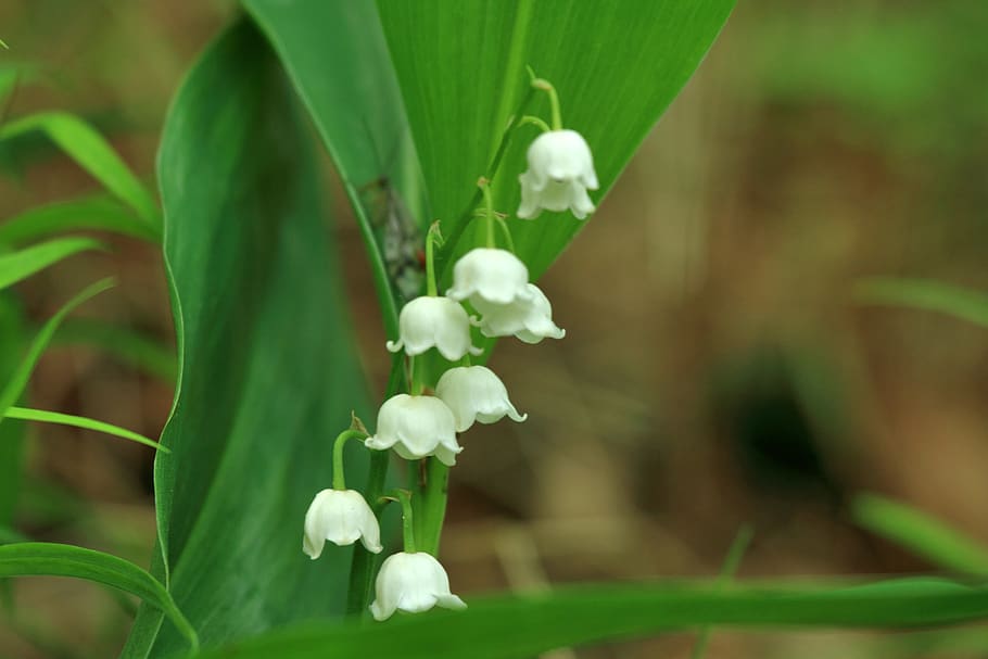 flower, lily of the valley, plant, green, flora, growth, beauty in nature, flowering plant, close-up, freshness