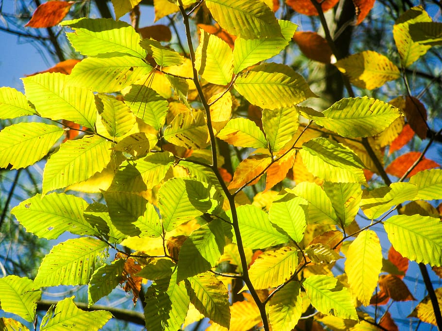 outono, folhas, amarelo, parte da planta, folha, planta, cor verde, beleza da natureza, crescimento, dia