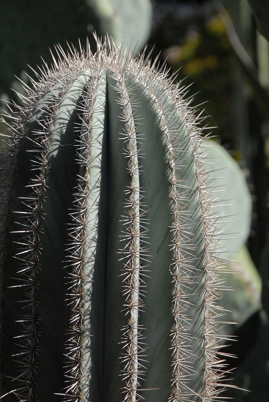 Cactus, Needle, Morocco, Marrakech, light, garden, chart, against day, spice, plant
