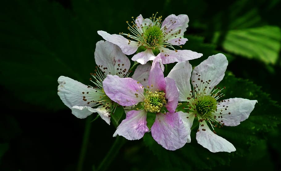 pink-and-white flowers, blackberry, flowers, macro, garden, bush, flower, flowering plant, plant, fragility