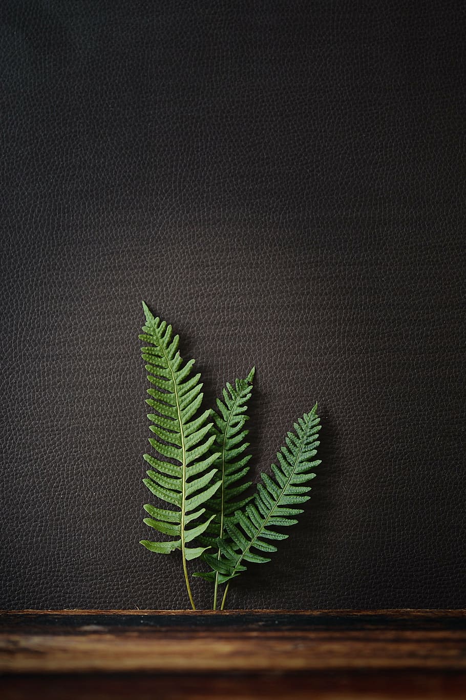 three, green, fern leaf, black, leather surface close-up photo, fern, plant, nature, fern plant, leaves