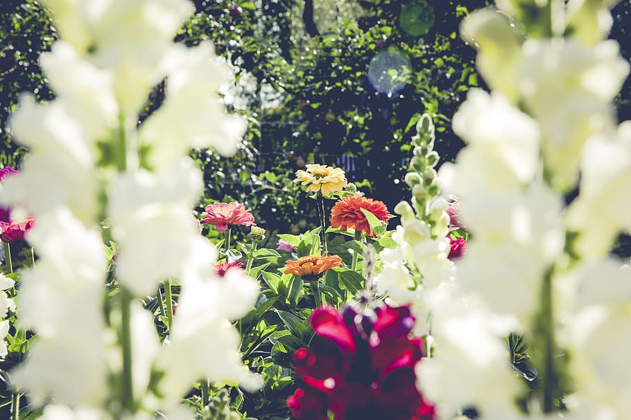 colorful, flower, plant, nature, garden, farm, blur, trees, outdoor, sunny