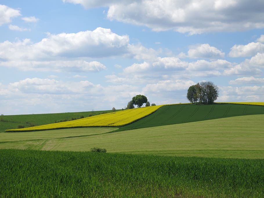 Landscape, Spring, Clouds, Agriculture, oilseed rape, sky, nature, field, arable, rural