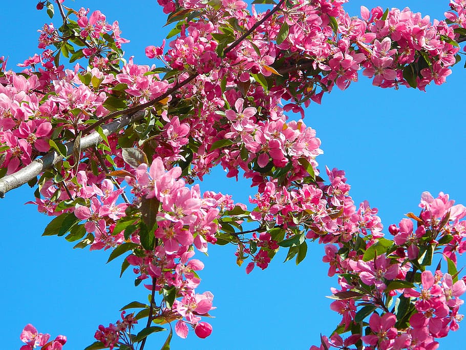 pink, clustered, flowers, blue, clear, sky, tree, nature, blue sky, branches