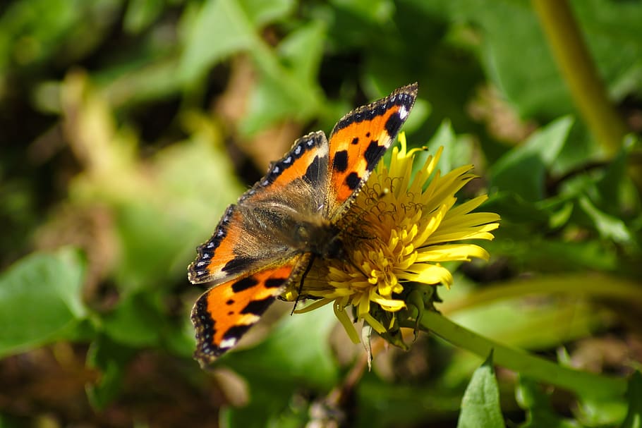 small tortoiseshell, butterfly, orange, insect, dandelion, flower, nature, colorful, wing, animal