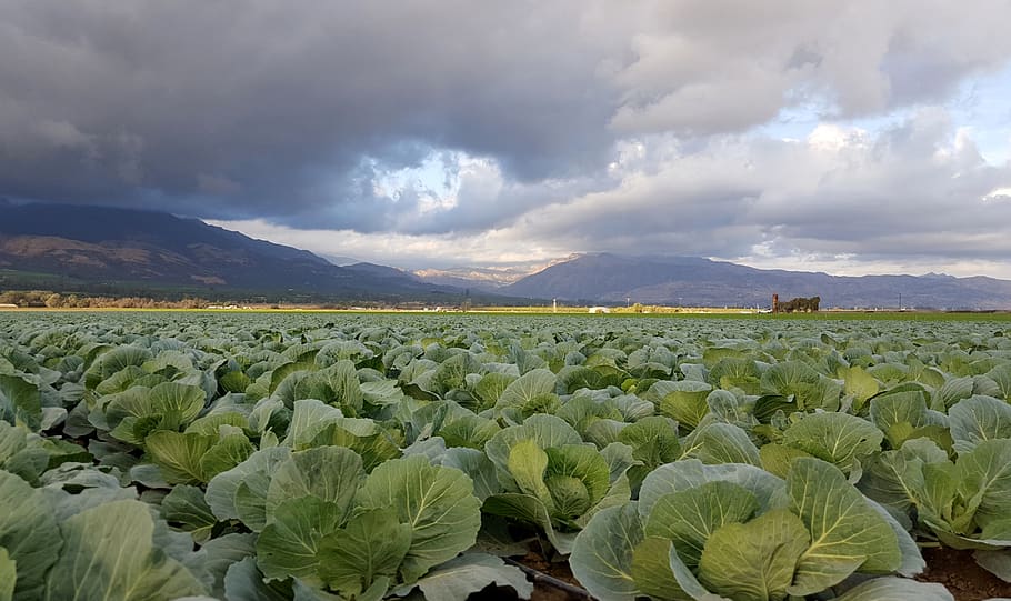 crop, cabbages, california, vegetables, produce, field, fresh, farm, farming, cloud - sky