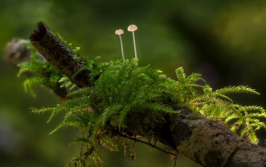 selective, focus photography, two, brown, mushrooms, tree branch, mushroom, moss, mini mushroom, sponge