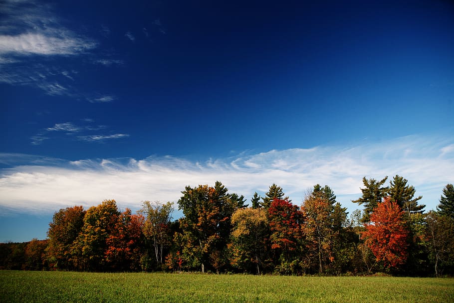 outono, árvores, cores, prado, grama, campos, azul, céu, nuvens, natureza