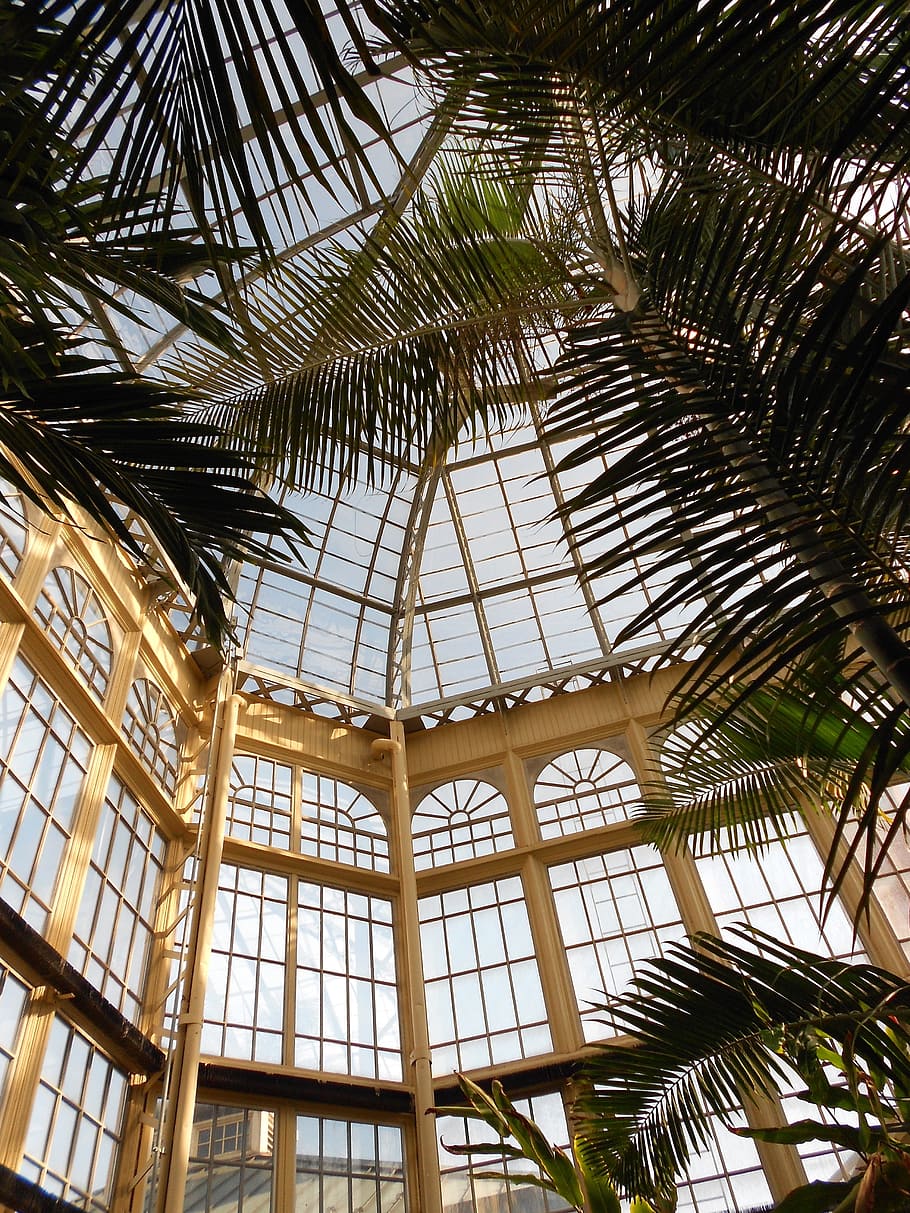 baltimore, maryland, conservatory, interior, inside, ceiling, architecture, glass, palms, palm trees