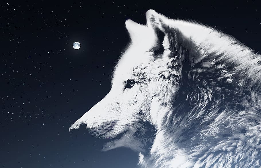 wolf, night sky, moon, atmosphere, mythology, white, spirit beings, light, mysterious, mystical