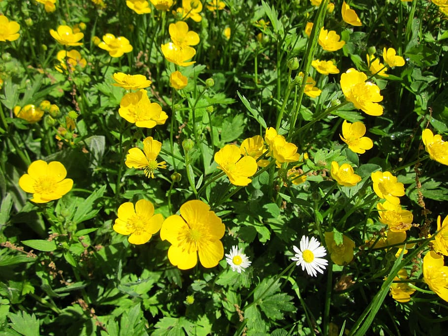 ranunculus acris, meadow buttercup, tall buttercup, giant buttercup, flora, wildflower, botany, species, plant, blooming