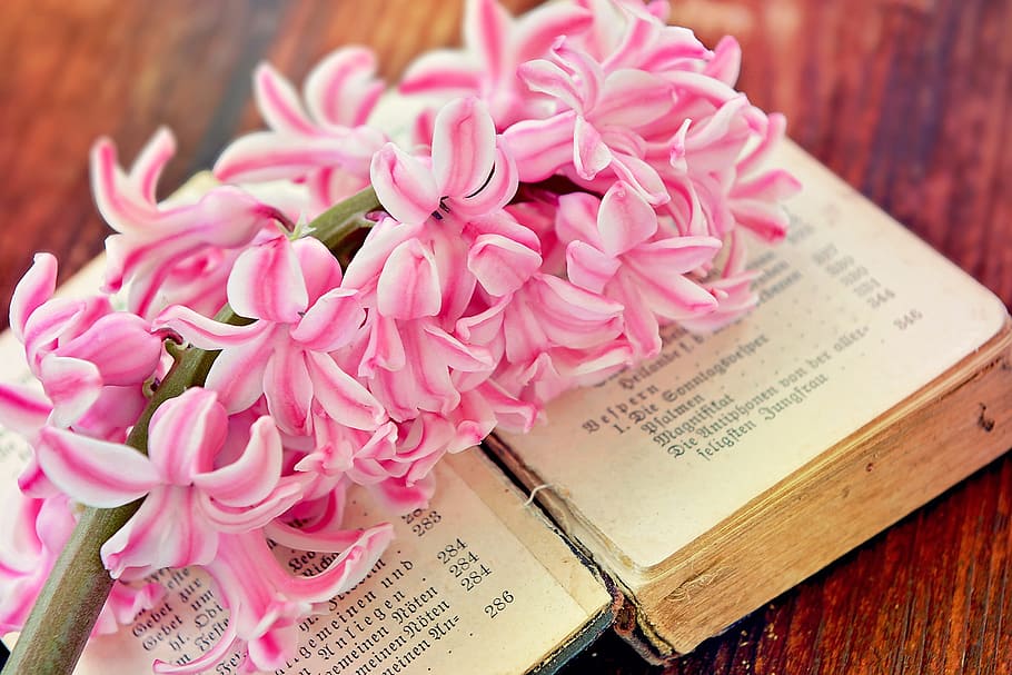 hyacinth, flower, book, old book, fragrant flower, spring flower, fragrant, flowers, pink, wood