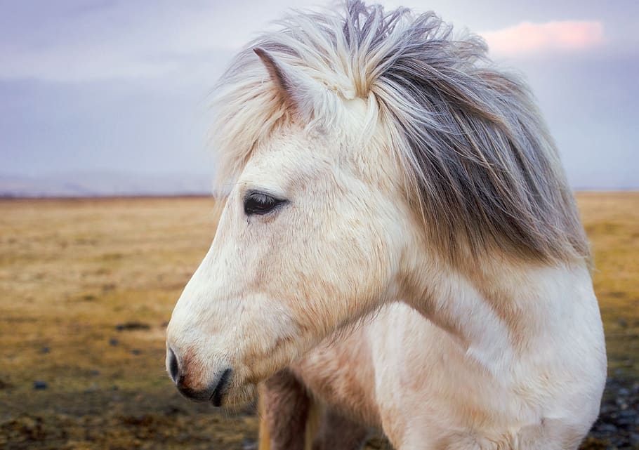 shallow, focus photography, white, horse, pony, iceland, animal, cute, landscape, farm