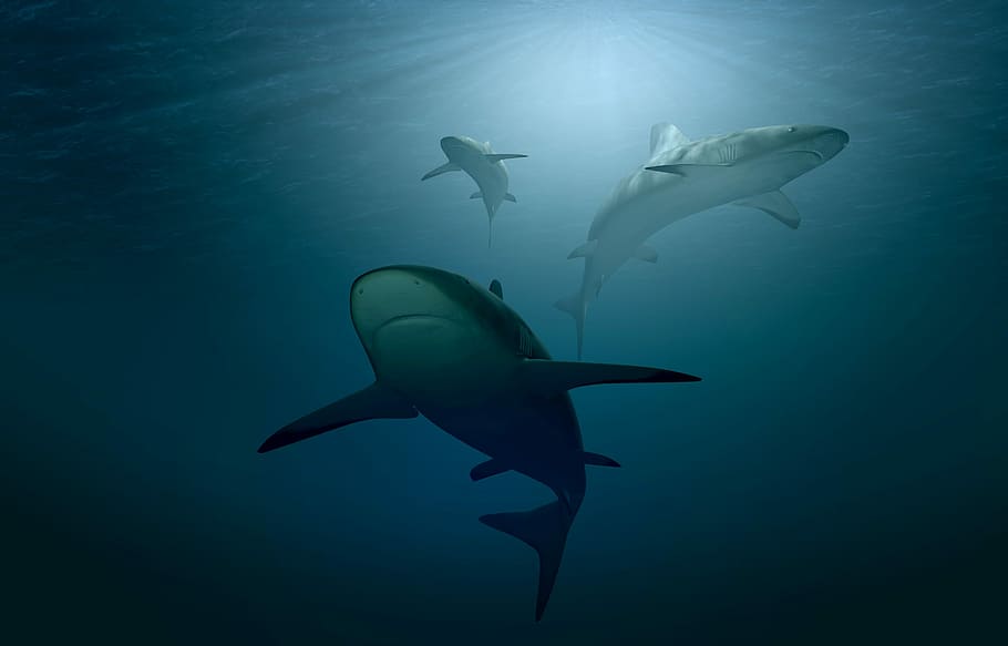 サメ 体 水 海 水中 光 光の発生 ハンター 危険 Meeresbewohner Pxfuel