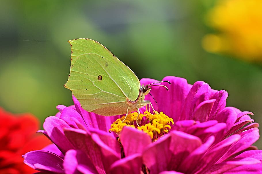 mariposa, gonepteryx rhamni, naturaleza, verano, primer plano, Flor, planta floreciente, fragilidad, belleza en la naturaleza, vulnerabilidad