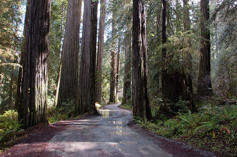 california redwoods, redwood trees, trees, redwoods, road, forest, woods, giant trees, wet, tree
