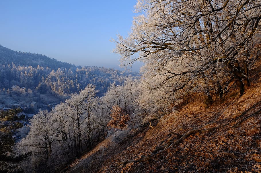 Frost, Nature, Landscape, Pagi, musim dingin, pohon, hari, tidak ada orang, tanaman, scenics - alam