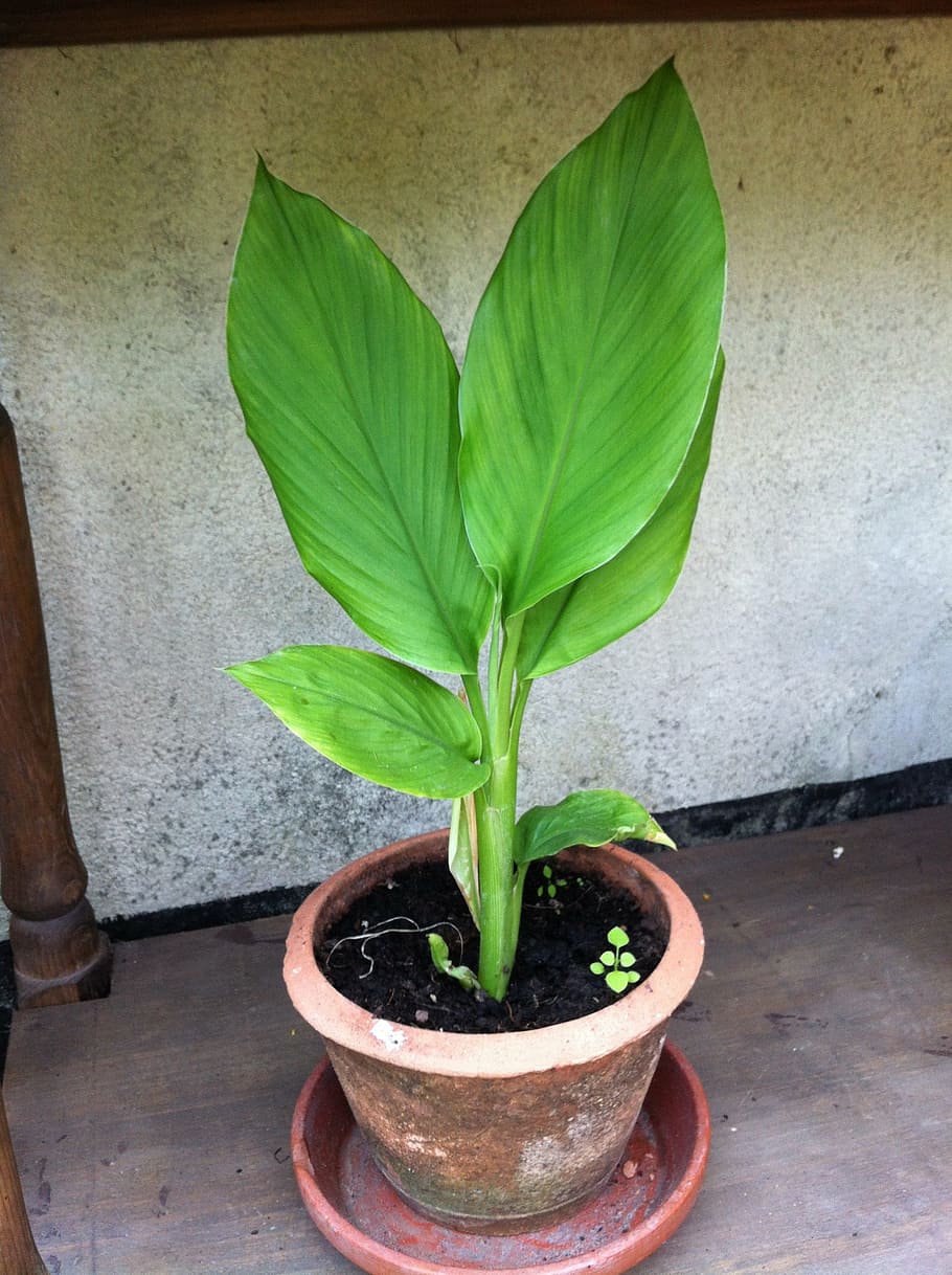 turmeric plant, herbs, medicinal plant, potted plant, green color, plant part, plant, growth, leaf, nature