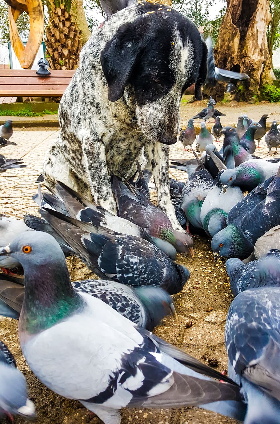 surrounded, flock, pigeons, Dog, Pigeon, Animal, Bird, Background, in background, day