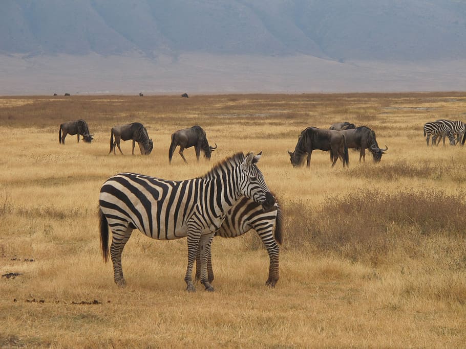 zebra safari, ngorongoro, alam, safari, perjalanan, taman, sabana, zebra, afrika, tanzania