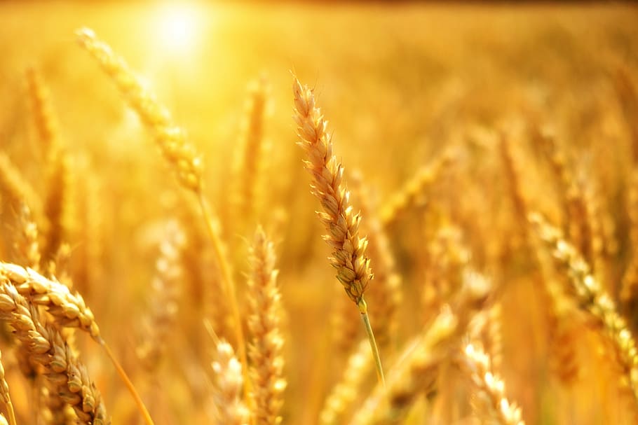 seletiva, foto, arroz trigo, trigo, grão, milharal, cereais, sol, luz do sol, raio de sol