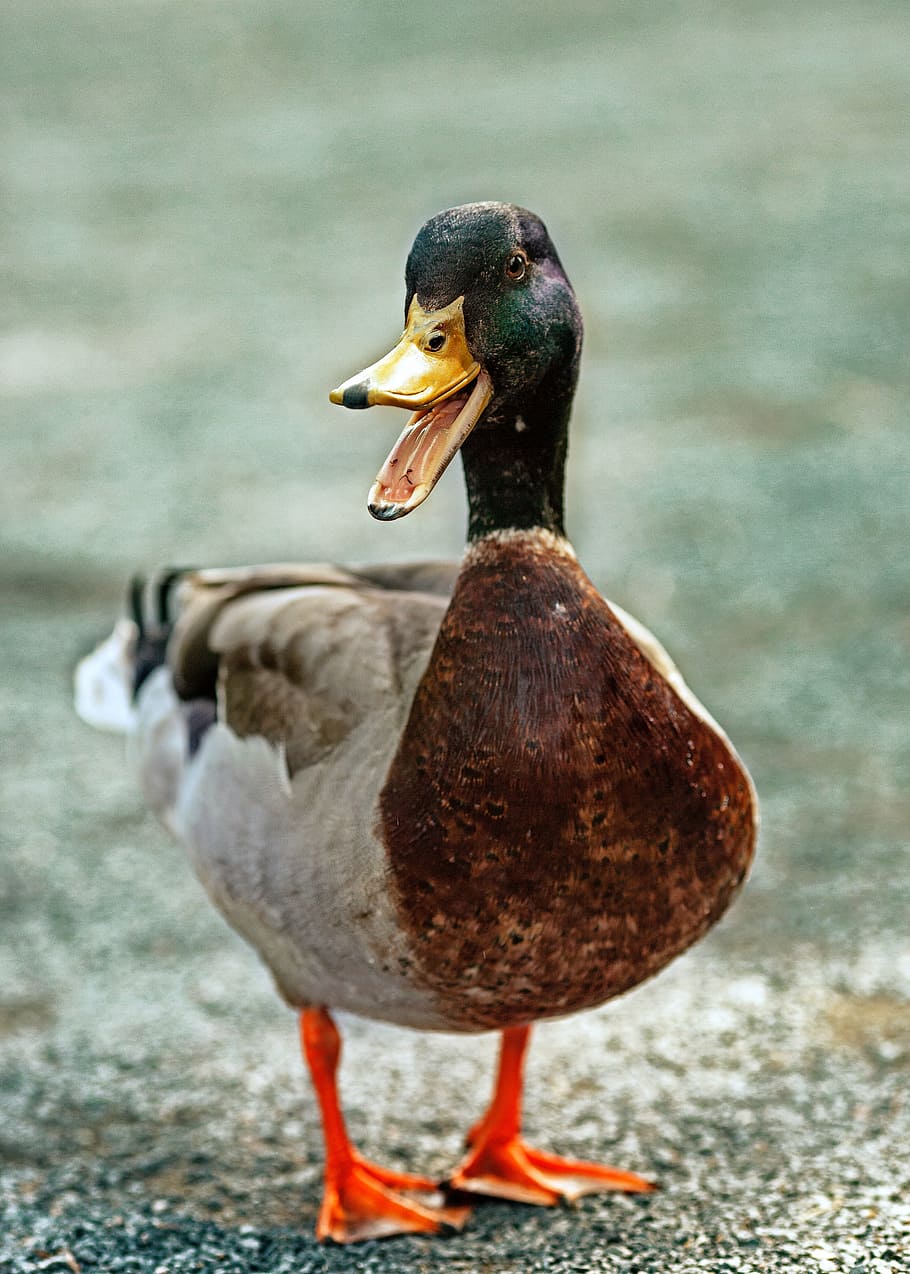 close-up, mallard duck, duck, beak, feather, eggs, bird, animals in the wild, one animal, animal themes