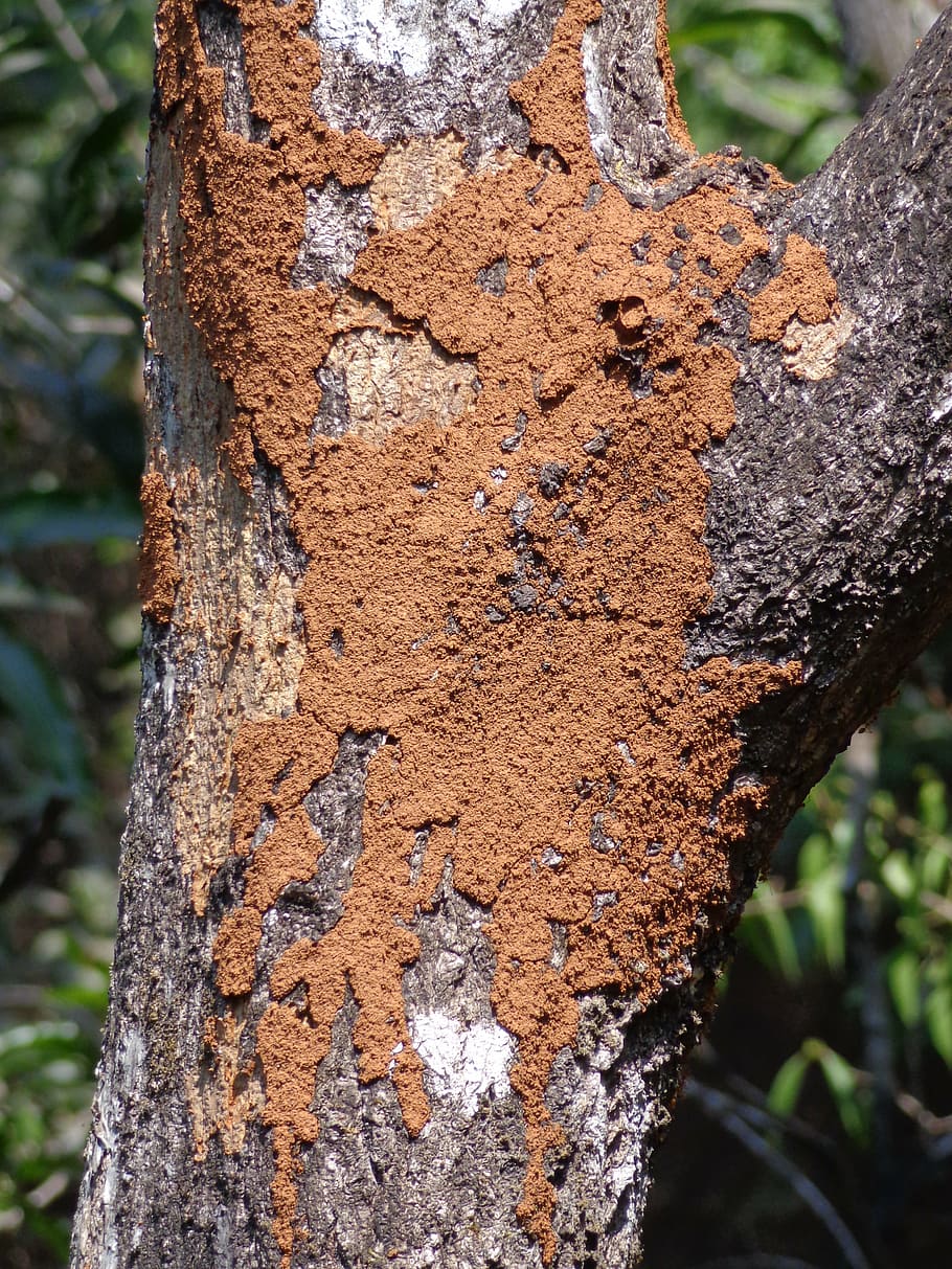 termite, tree, mound, wood, pest, insect, environment, nature, trunk, tree trunk