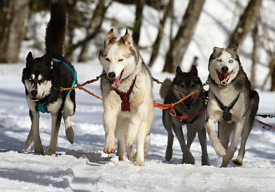 4つの実行中のオオカミ, ハスキー, 青い目, 犬, 雪, レース, そり犬, 風景, 自然, そり犬のレース