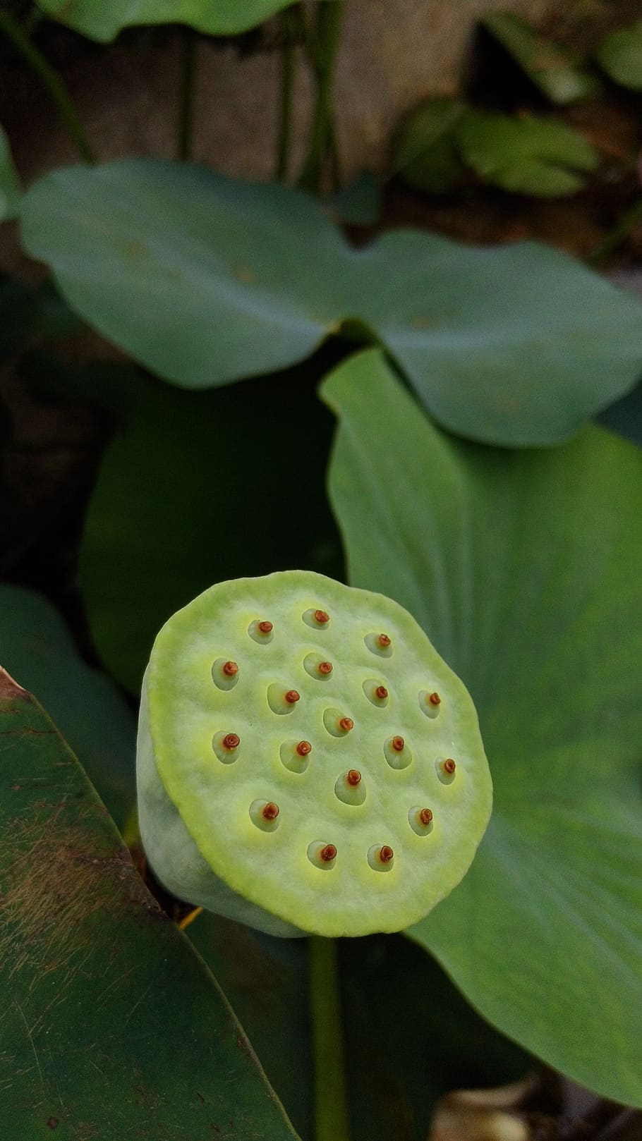 lotus, flower, plant, growth, water lily, green color, leaf, lotus water lily, plant part, beauty in nature - Pxfuel