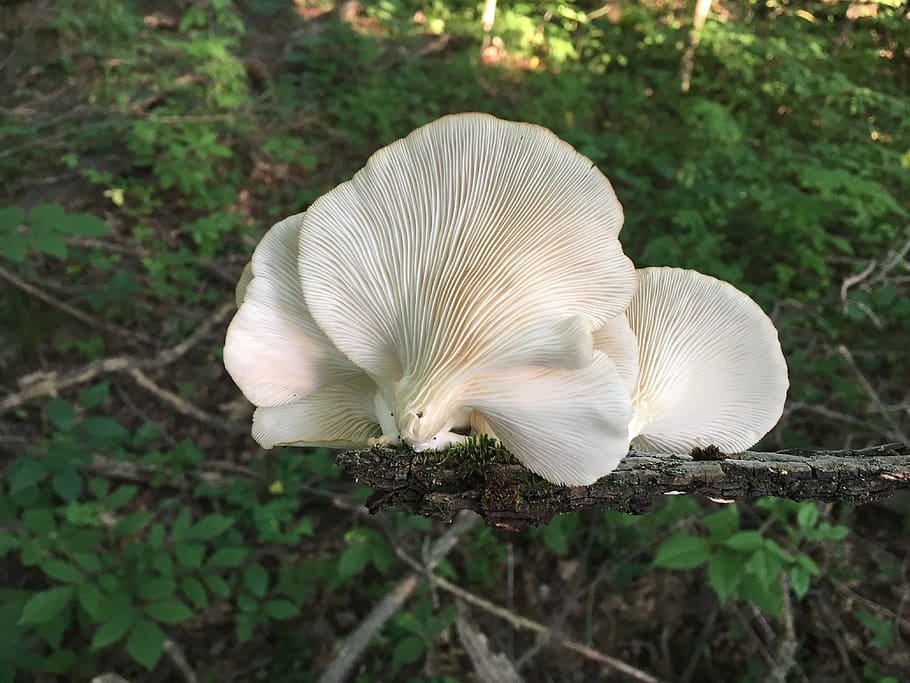 oyster mushrooms, fungi, fungus, forest, foraging, edible, mushroom, white, mushroom gills, nature