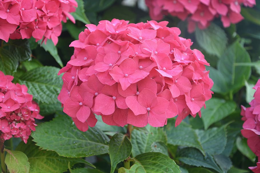 small petal flowers