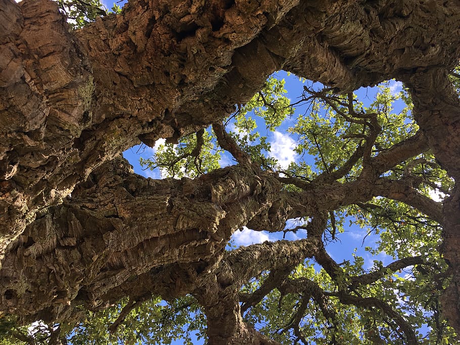 cork oak, france, tree, nature, landscape, summer, plant, low angle view, growth, tree trunk