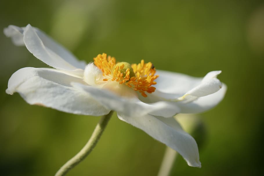 anemone, fall anemone, white, blossom, bloom, petals, stamens, flower, garden, plant