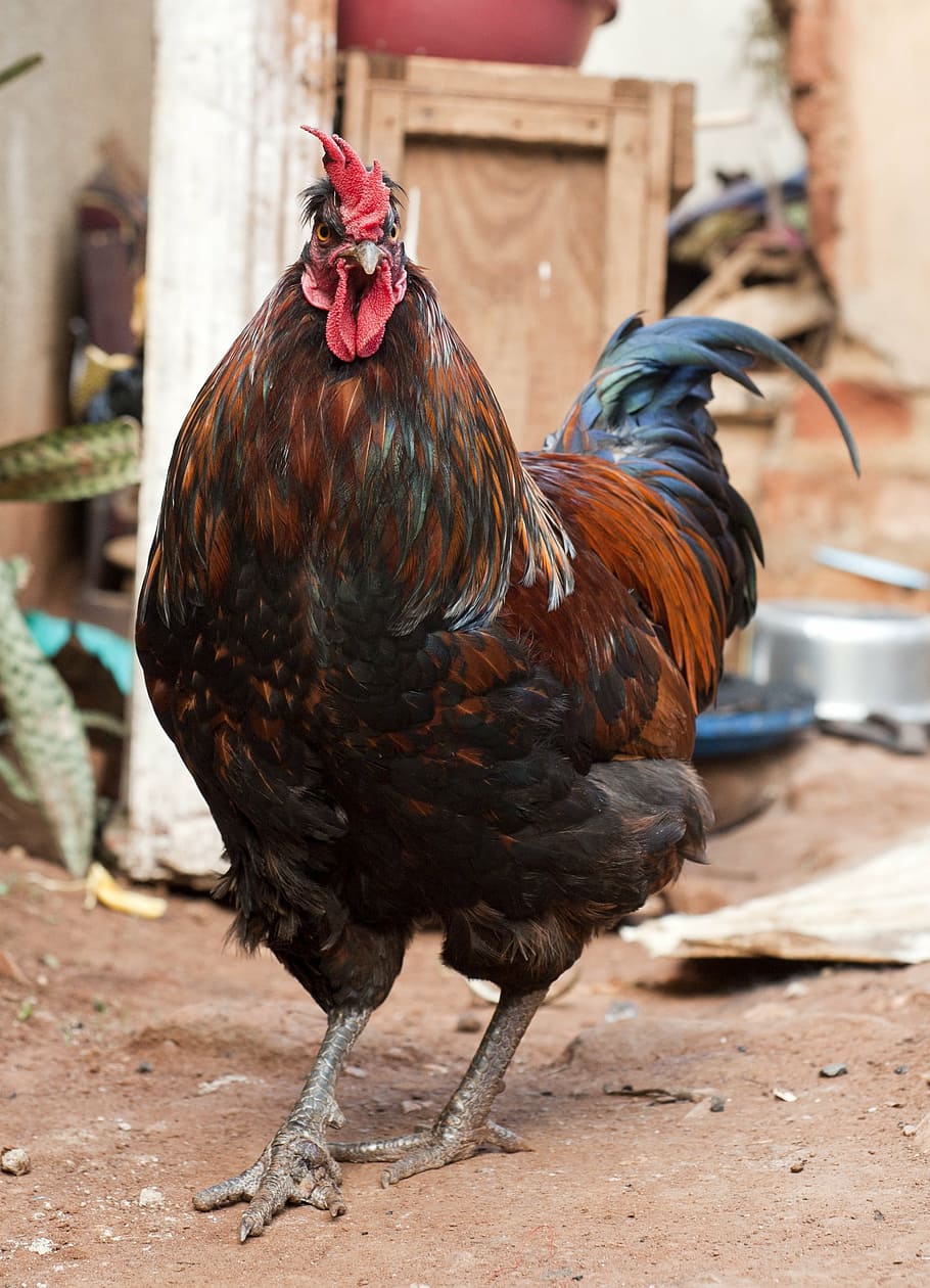 gallo, áfrica, pollo, pájaro, granja, pollo - Pájaro, animal, agricultura, escena rural, ganado