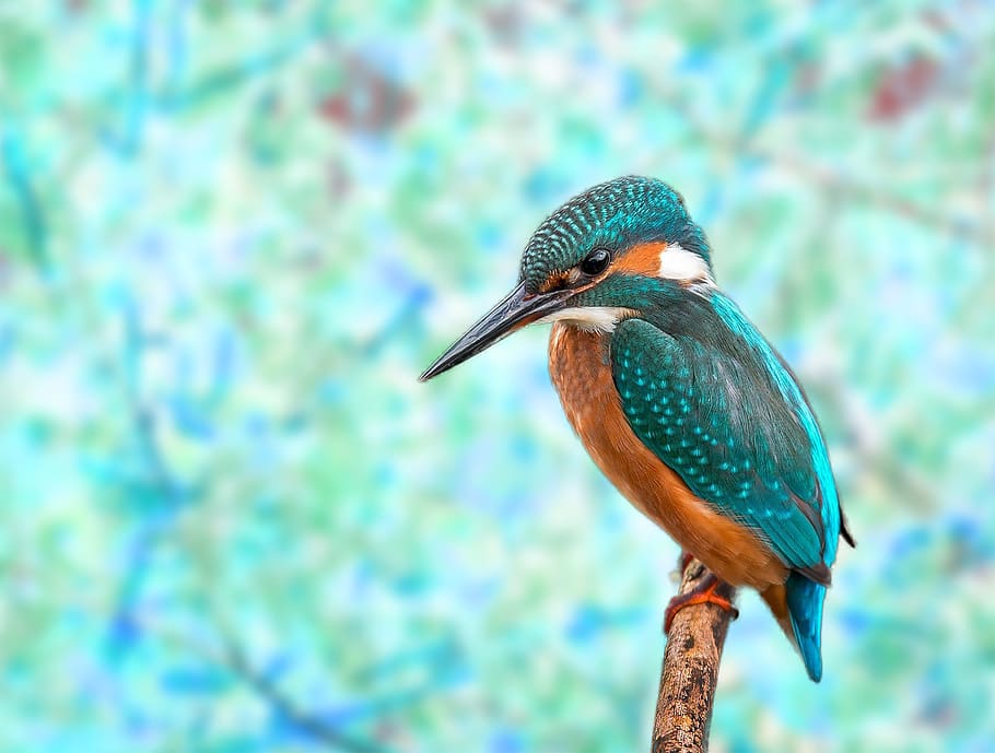 kingfisher, bird, bokeh, nature, animal, sitting, animal world, bill, background, feather