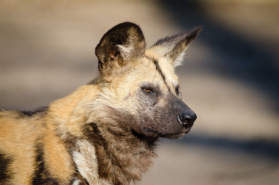 動物 犬 かわいい ペット 一匹の動物 動物のテーマ 哺乳類 動物の野生動物 野生の動物 見る Pxfuel