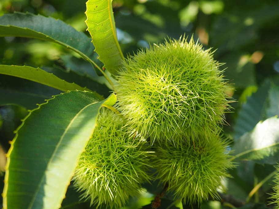 chestnut, nature, tree, tree fruit, prickly, fruits, green color, plant, growth, leaf
