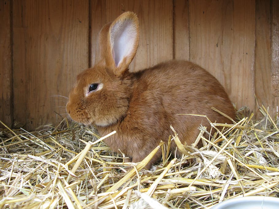 brown, rabbit, placed, nest, hare, animal, easter bunny, fur, stall, rabbit hutch