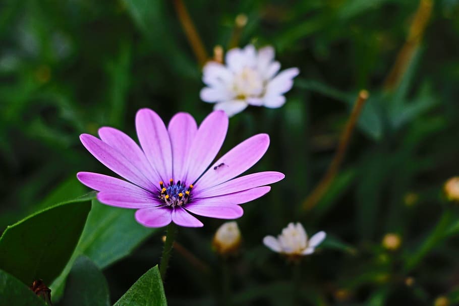 ant, flowers, spring, daily, margaret, purple, flower, flowering plant, freshness, plant