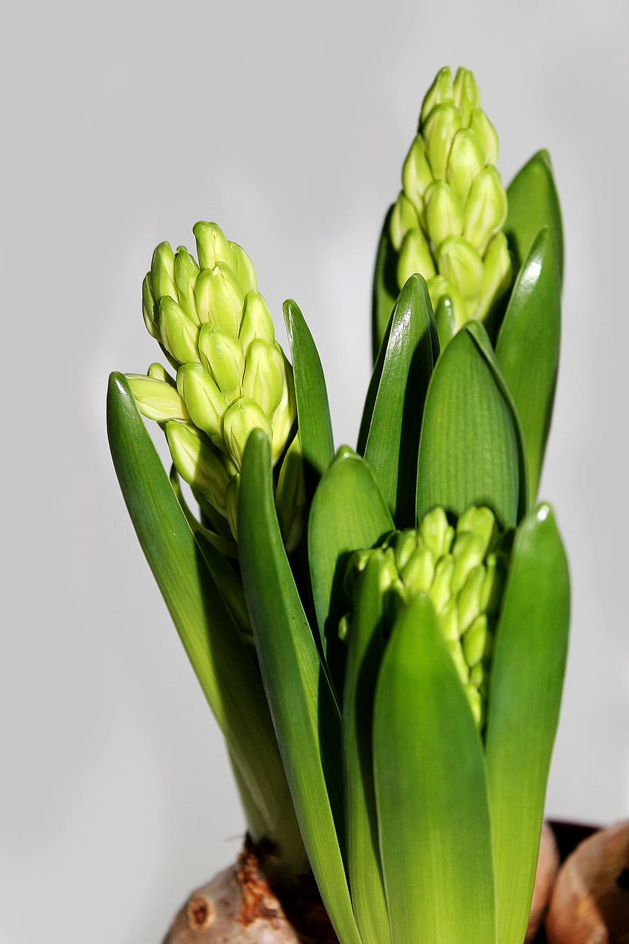 Hyacinth, Hyacinths, Flowers, flower bulbs, spring, green, nature, green Color, food, freshness