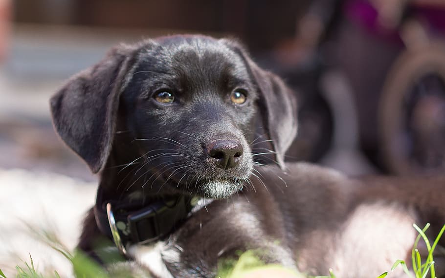 黒 ラブラドールレトリバーの子犬 子犬 犬 ペット かわいい 動物 甘い イヌ 純血種の犬 Pxfuel