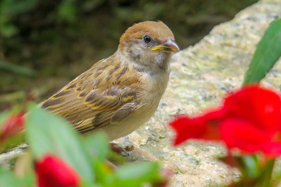 brown, house sparrow, close, photography, palm, feather, bird, stone, sparrow, beak