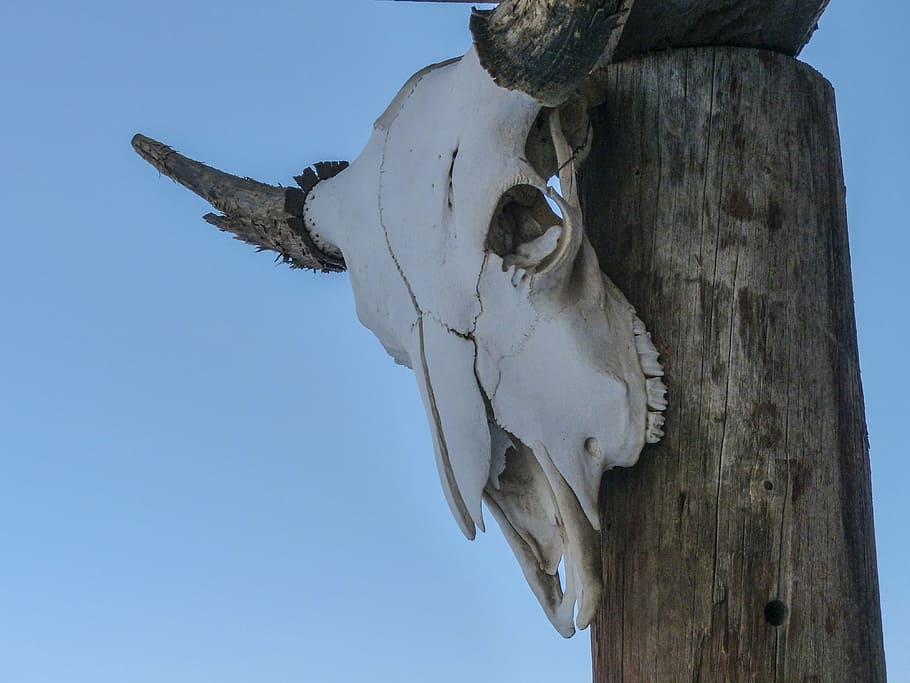 white, animal head, hanging, wood slab, deadman, ranch, ancient, buildings, wooden, western style