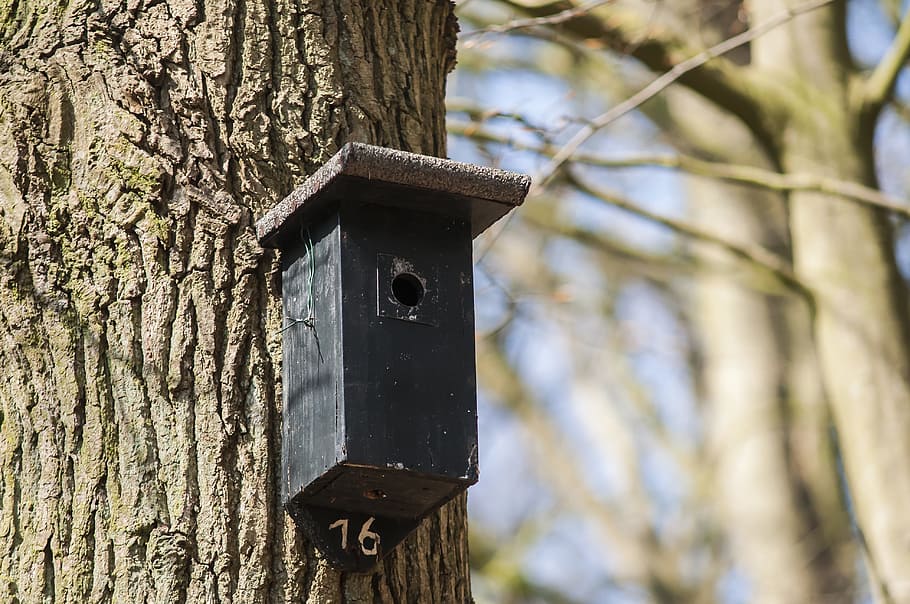 Nest Box, Birdhouse, Forest, House, forest, house, nature, spring, tree, move, bird