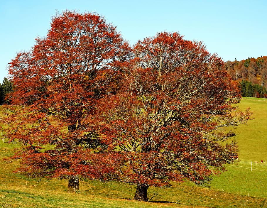 two, red, leaf trees, mountain photo, trees, book, deciduous trees, old trees, gnarled trees, life history