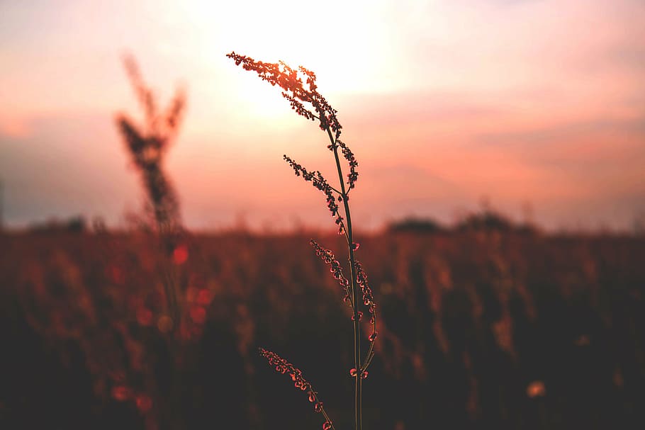 Селективный, Фотография силуэта, растение, открытый, поле, лаванда, закат солнца, природа, Равнины, трава