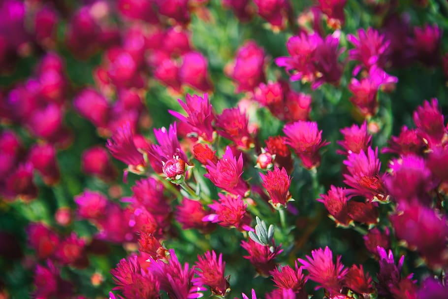 pink, flowers, taken, shallow, depth, field, southern, england, Close-up shot, depth of field