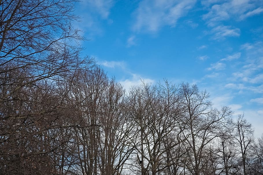 trees, winter, forest, nature, landscape, mood, clouds, sky, blue, blue sky