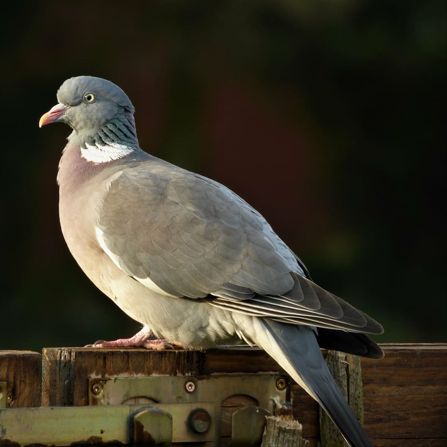 dove, plumage, bird, ringdove, feather, standing, city pigeon, doves and pigeons, street deaf, wild birds