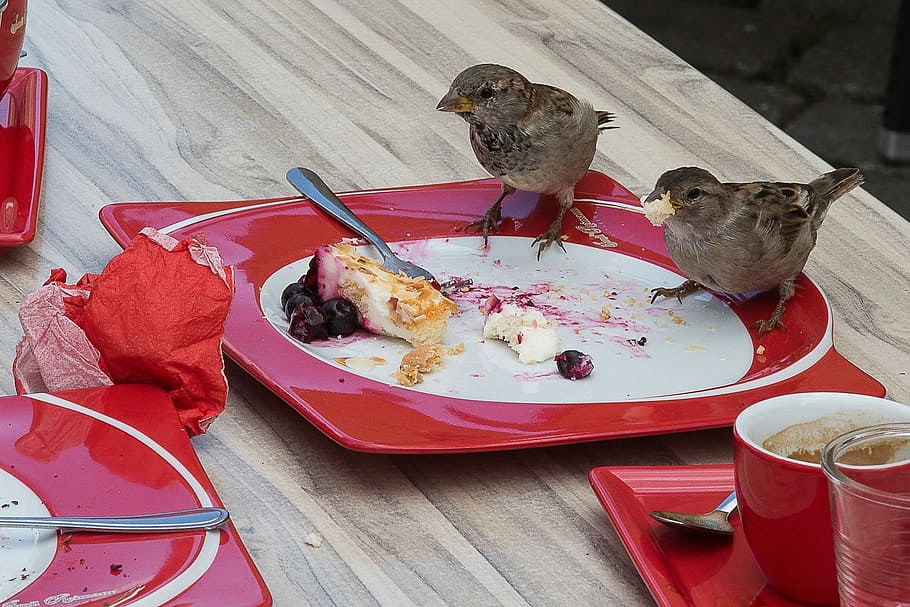 Sperling, Eat, Sparrow, Cheeky, remains, theft, red, food and drink, plate, food